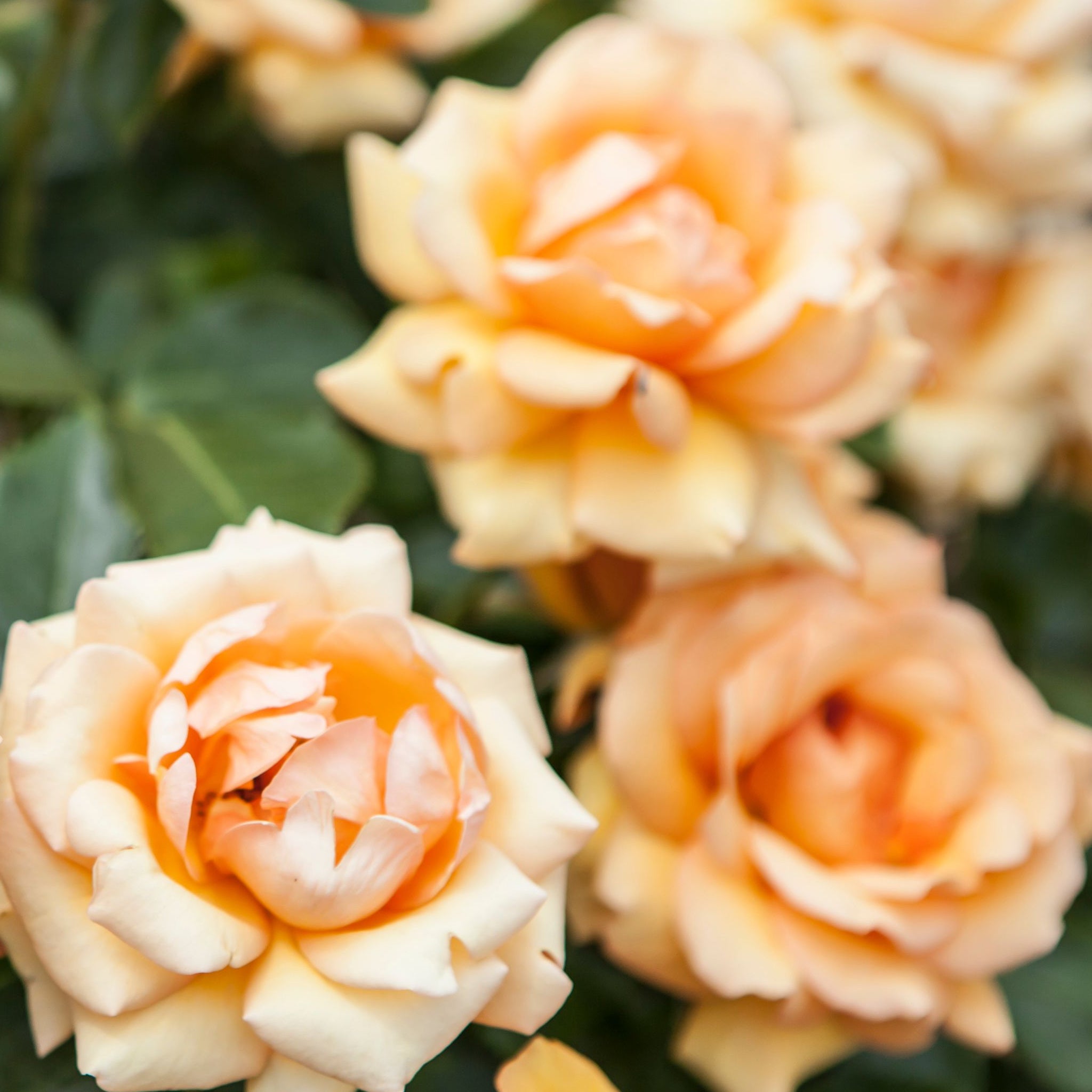 Simply The Best Rose | Hybrid Tea Rose | 4L Potted Rose (PRE ORDER DECEMBER '25)