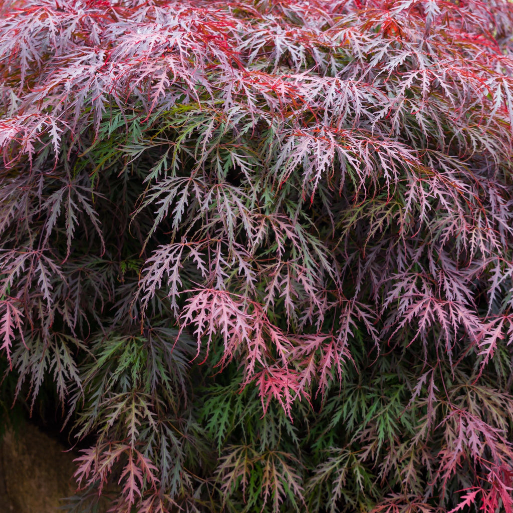 Acer palmatum Garnet 3L / 10L