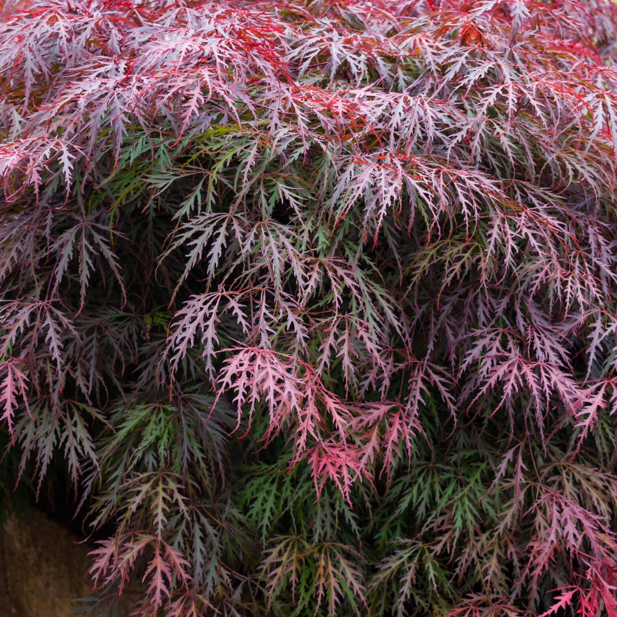 Acer palmatum Garnet 3L / 10L