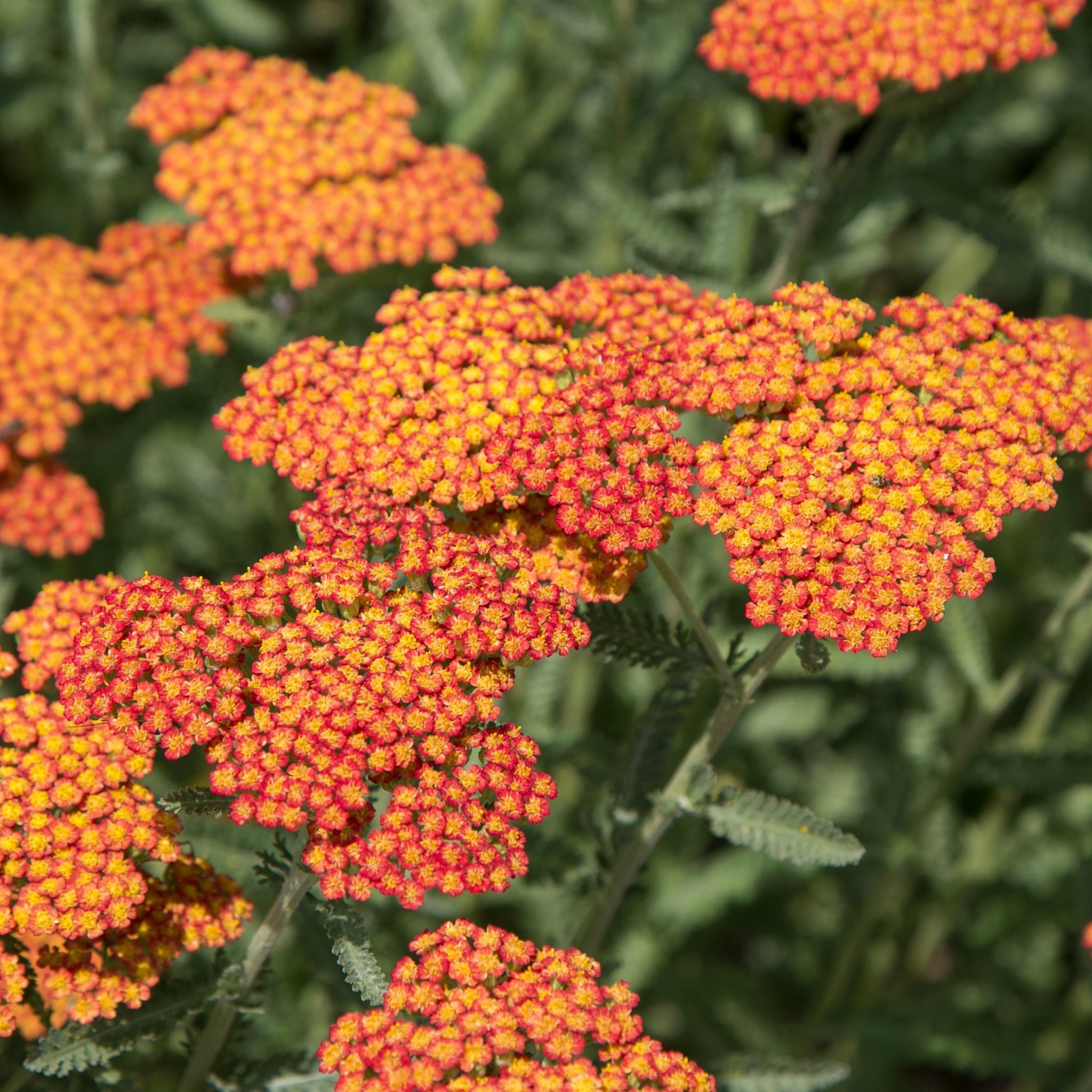 Achillea millefolium Peggy Sue 3L