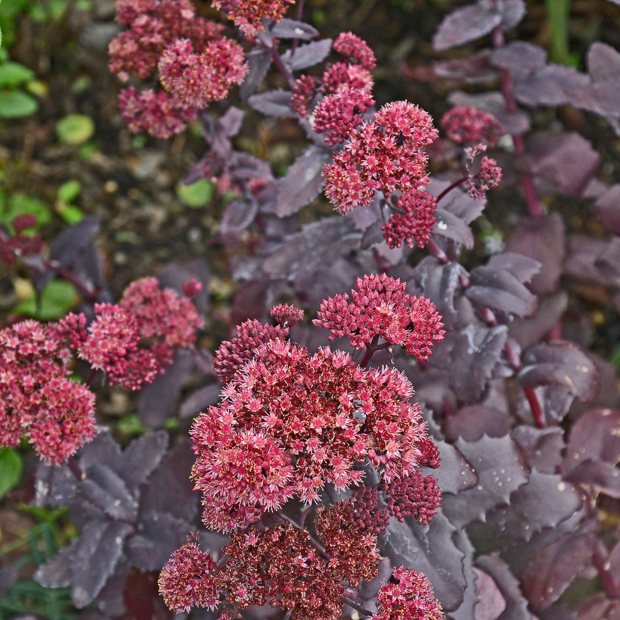 Sedum seduction Hot Rose Dark Stems 2L