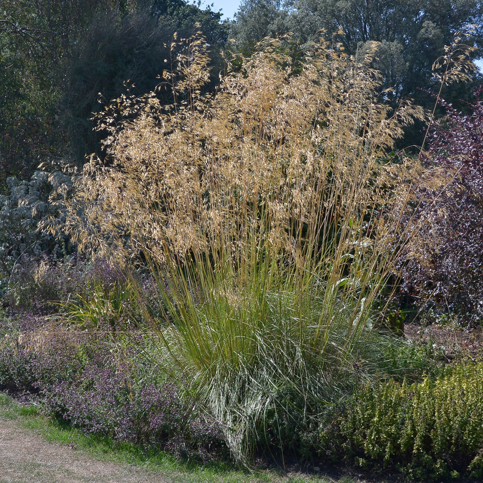 Stipa gigantea (Golden Oats) 9cm