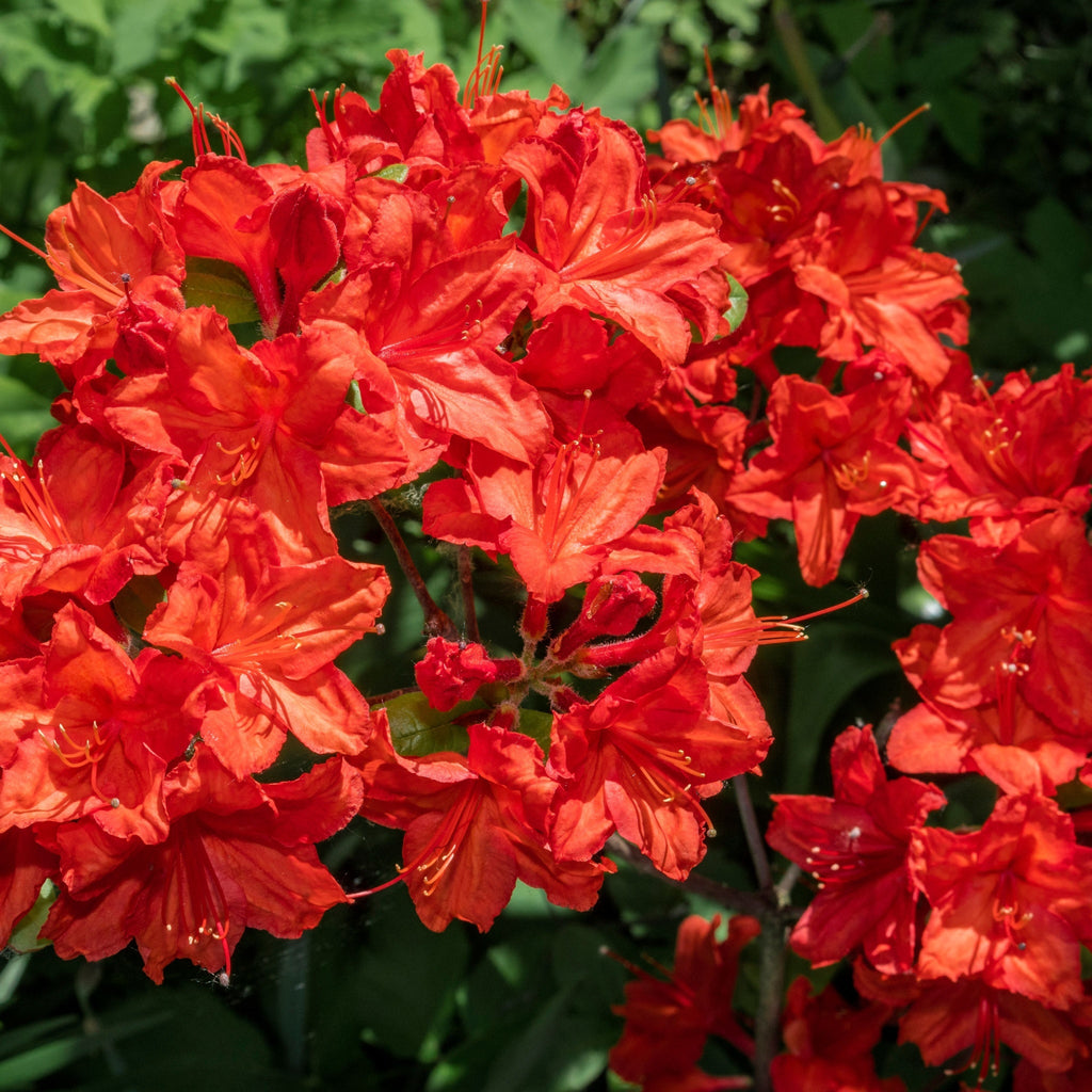 Azalea knaphill 'Satan' 5L (80-90cm inc. pot)
