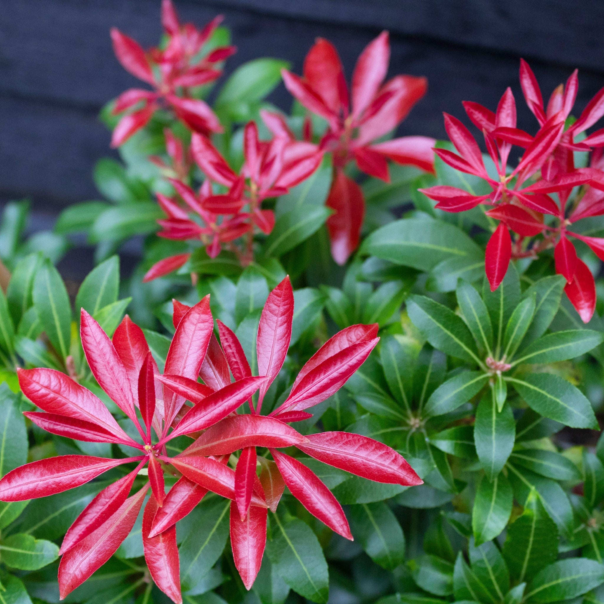 Pieris japonica 'Red Mill' 1L