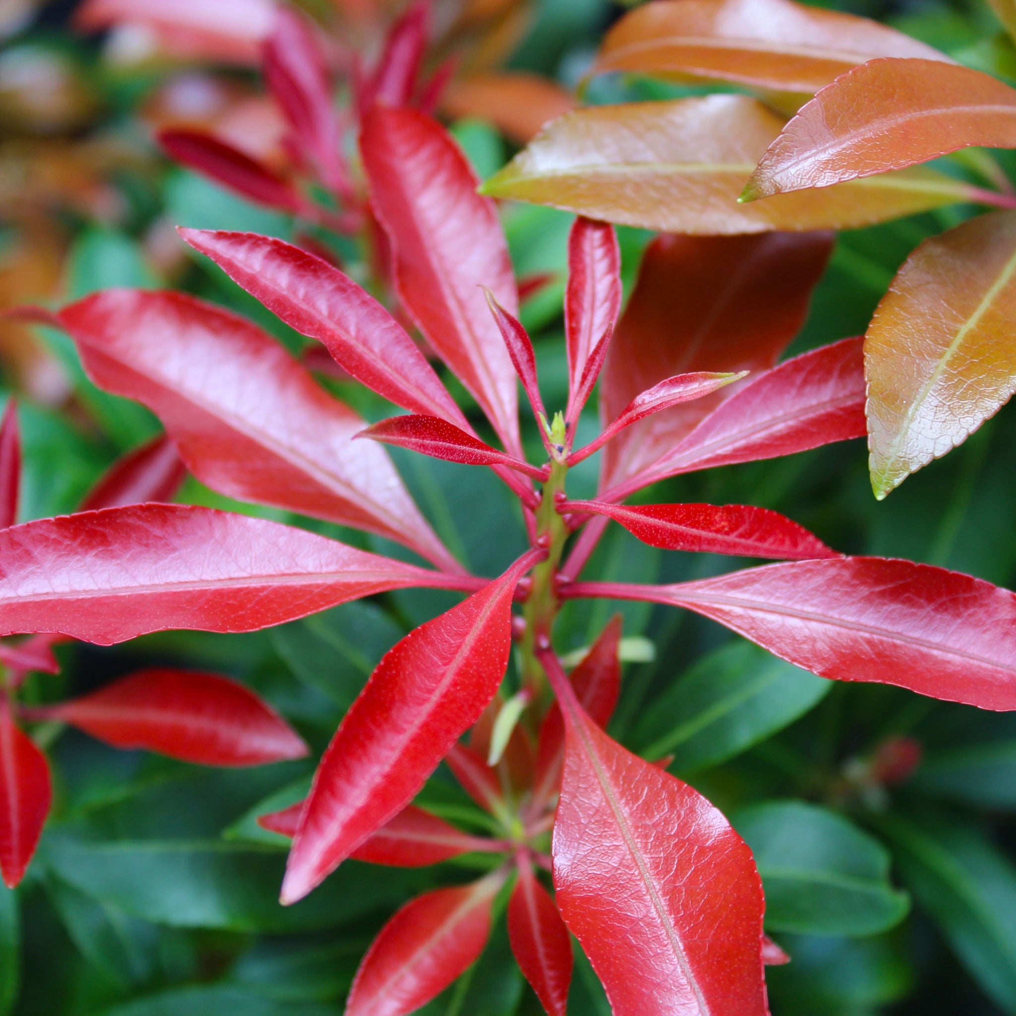 Pieris japonica 'Red Mill' 1L