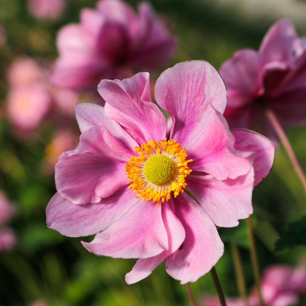 Anemone hupehensis 'Serenade' 2L