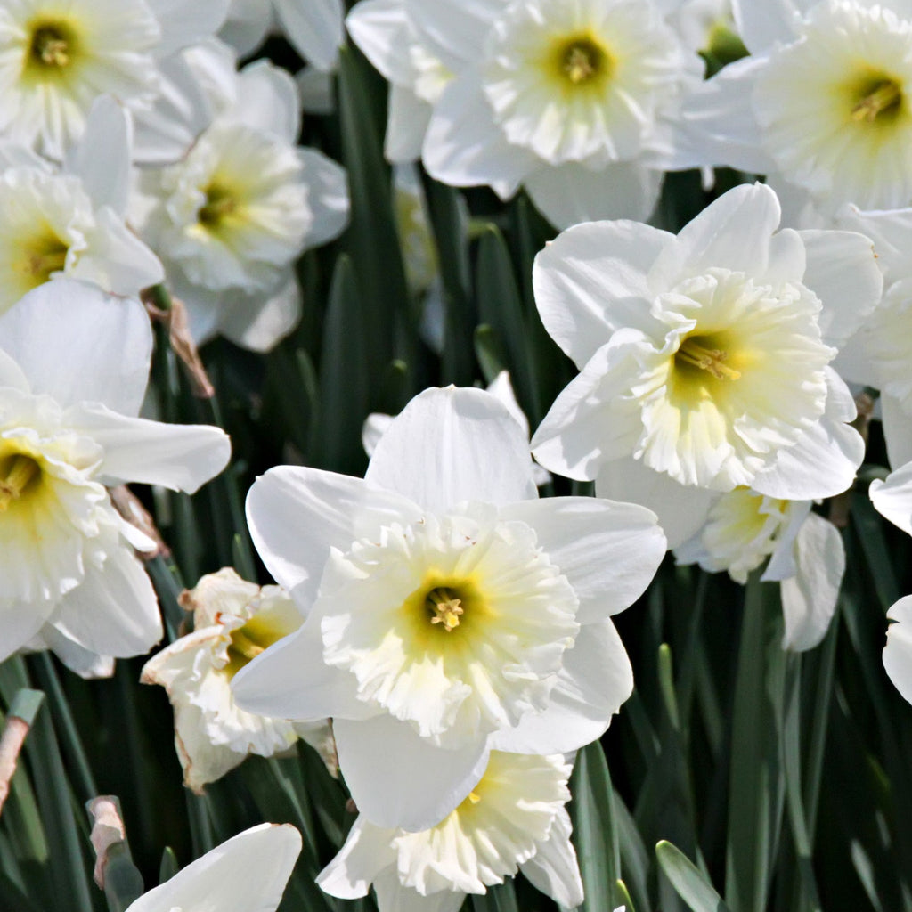 Narcissi Scented White Mix | Dwarf White Daffodil Bulbs (8 Bulbs)
