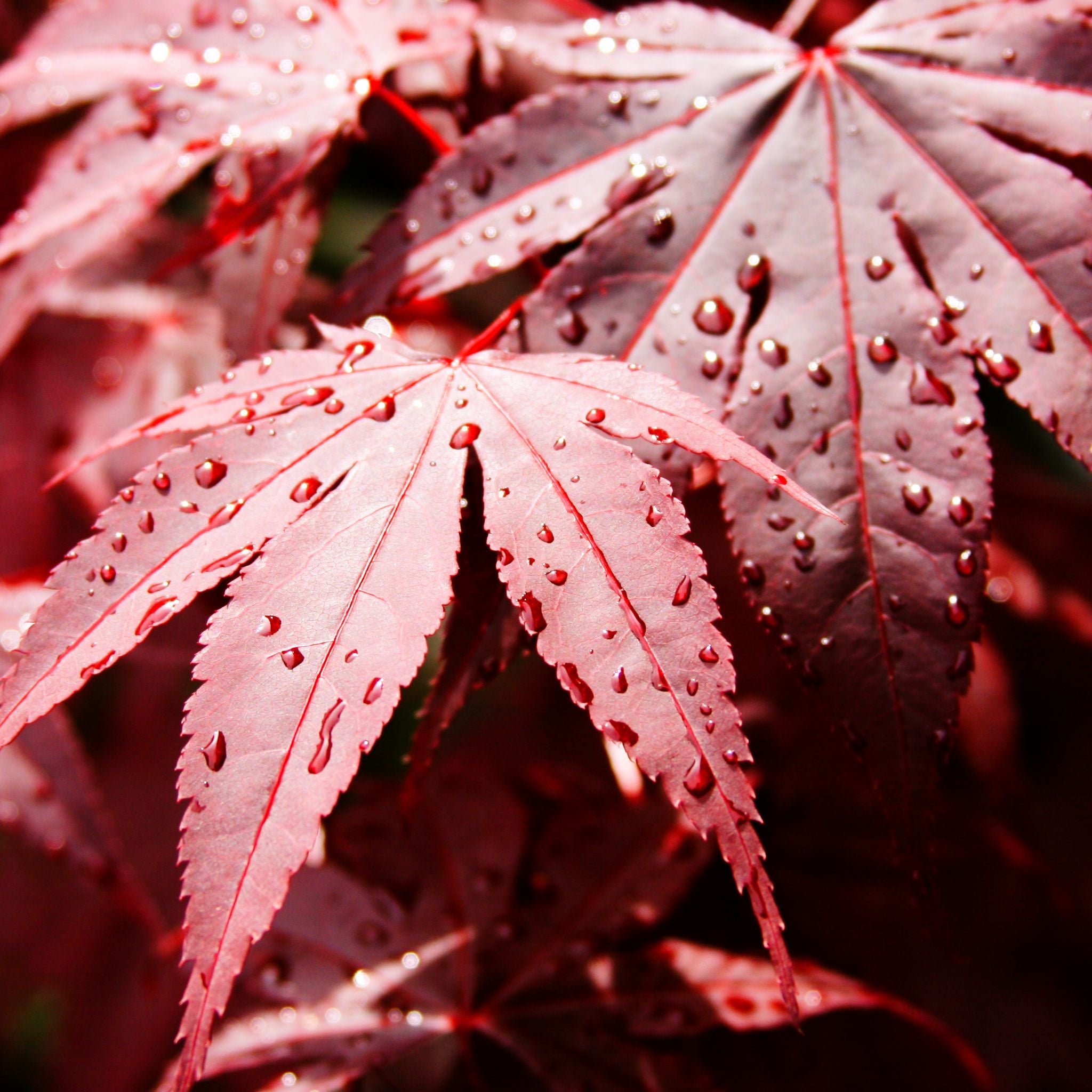 Acer palmatum 'Bloodgood' 3L / 10L