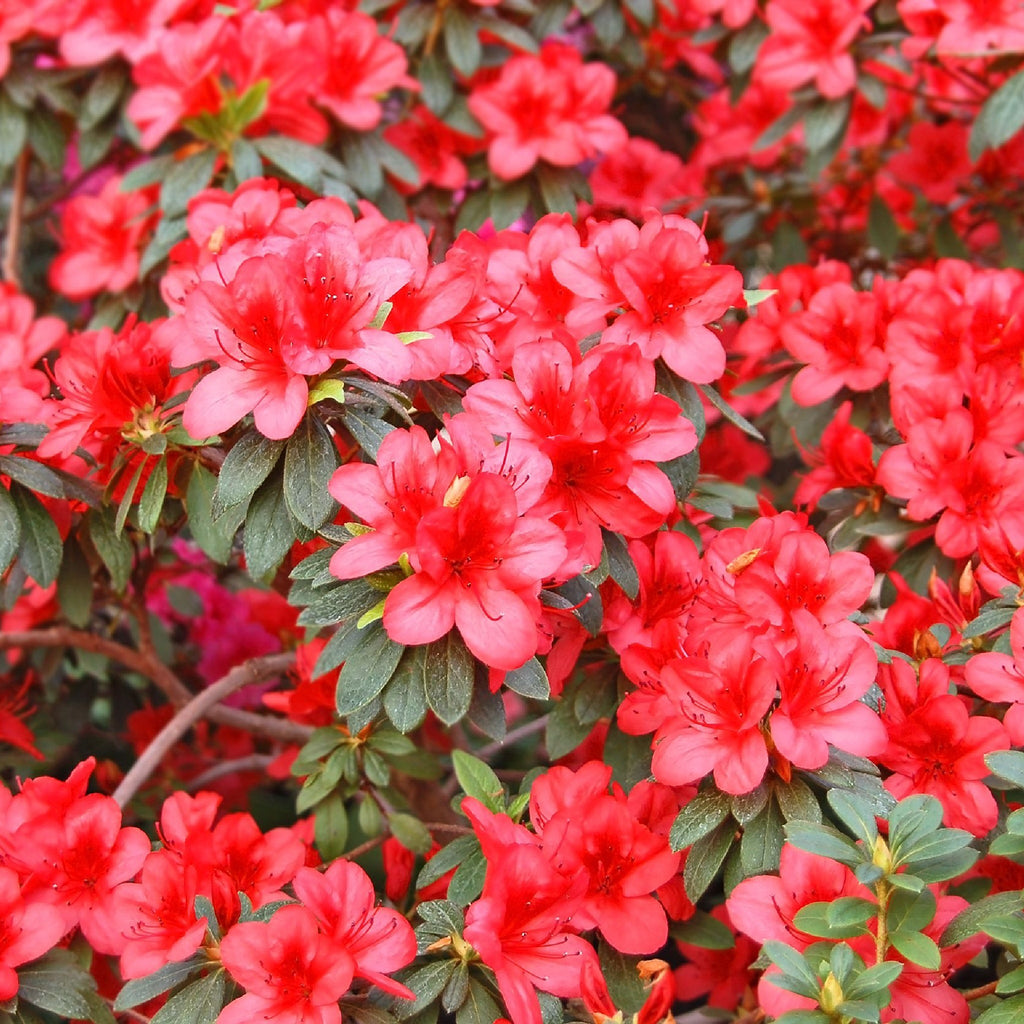 Azalea 'Gorbella Rood' 2L