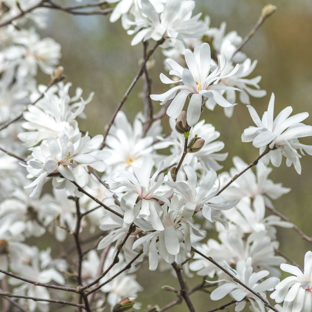 Magnolia stellata | Star Magnolia 9cm - 5L