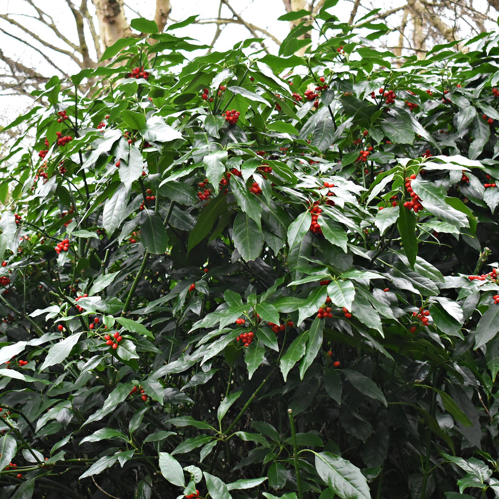 Aucuba japonica 'Rozannie' 9cm / 2L