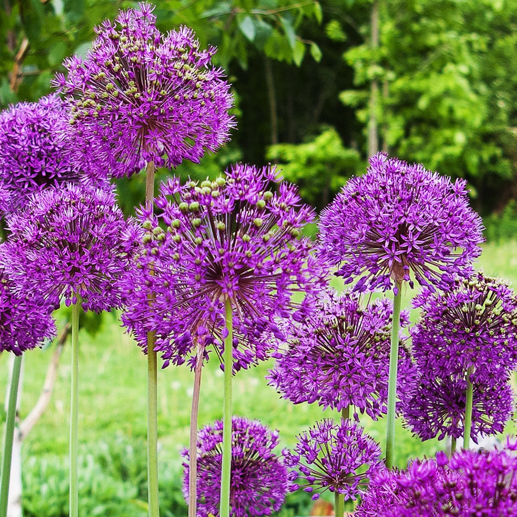 Allium 'Purple Sensation' (5 Bulbs)