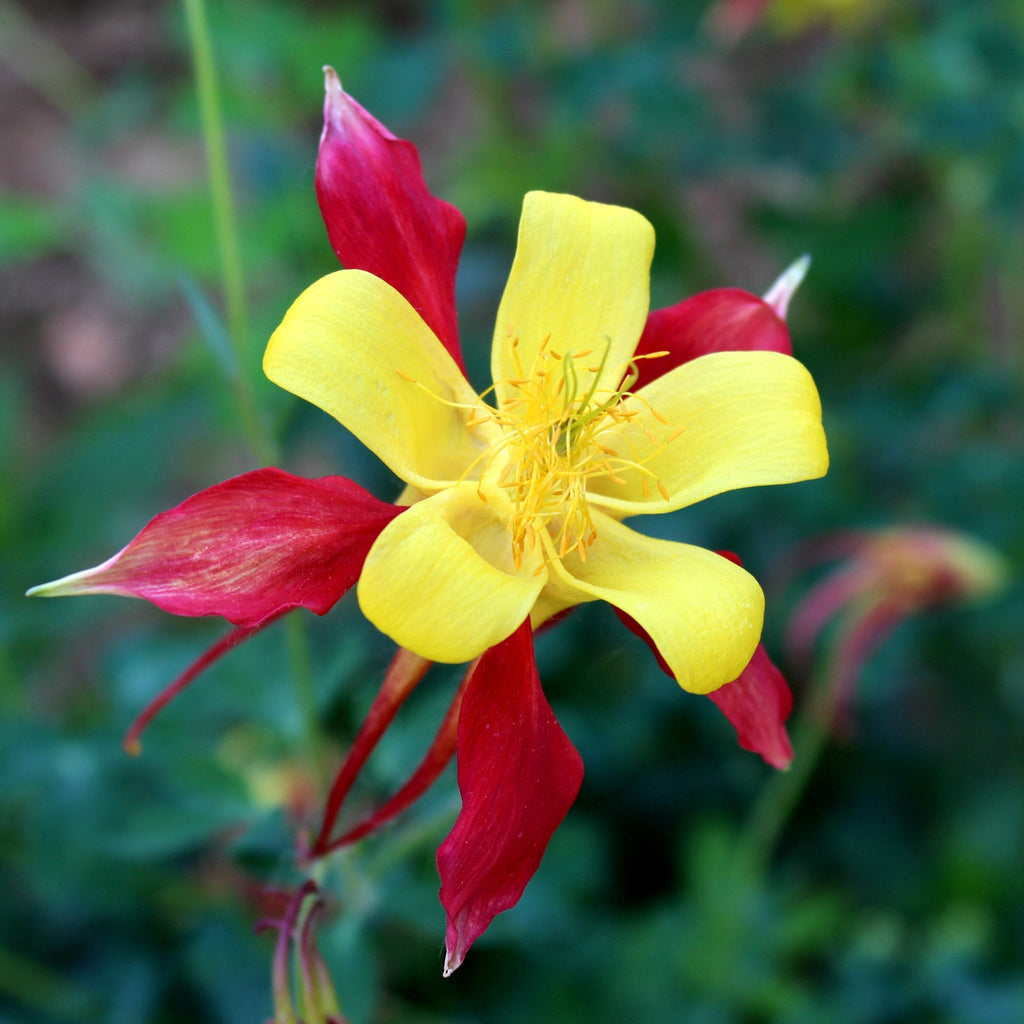 Aquilegia caerulea 'Tequila Sunshine' 9cm