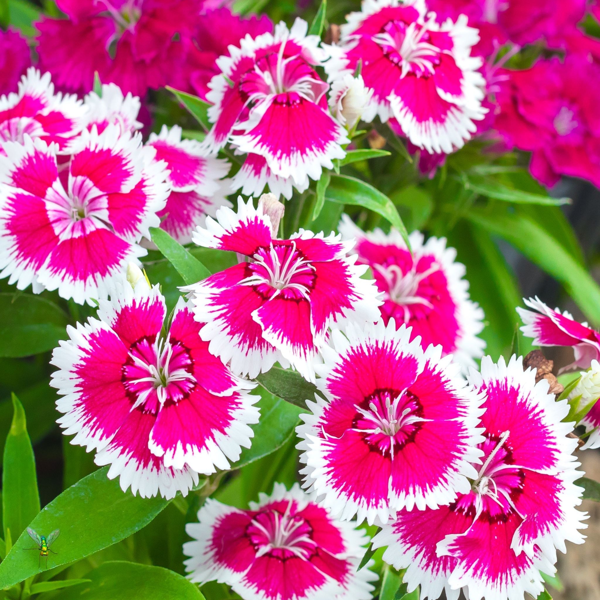Dianthus 'Barbatus' 1.5L