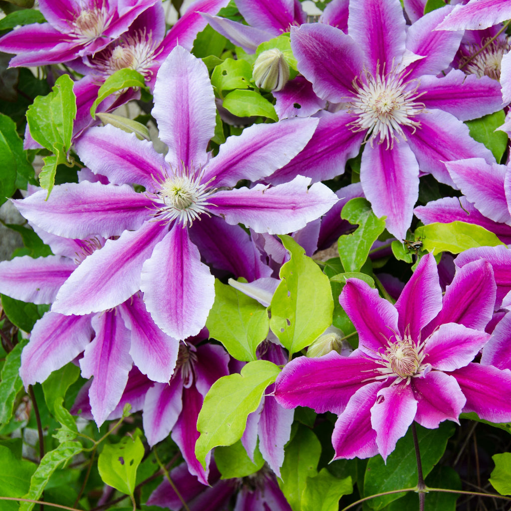 Clematis 'Doctor Ruppel' 70cm