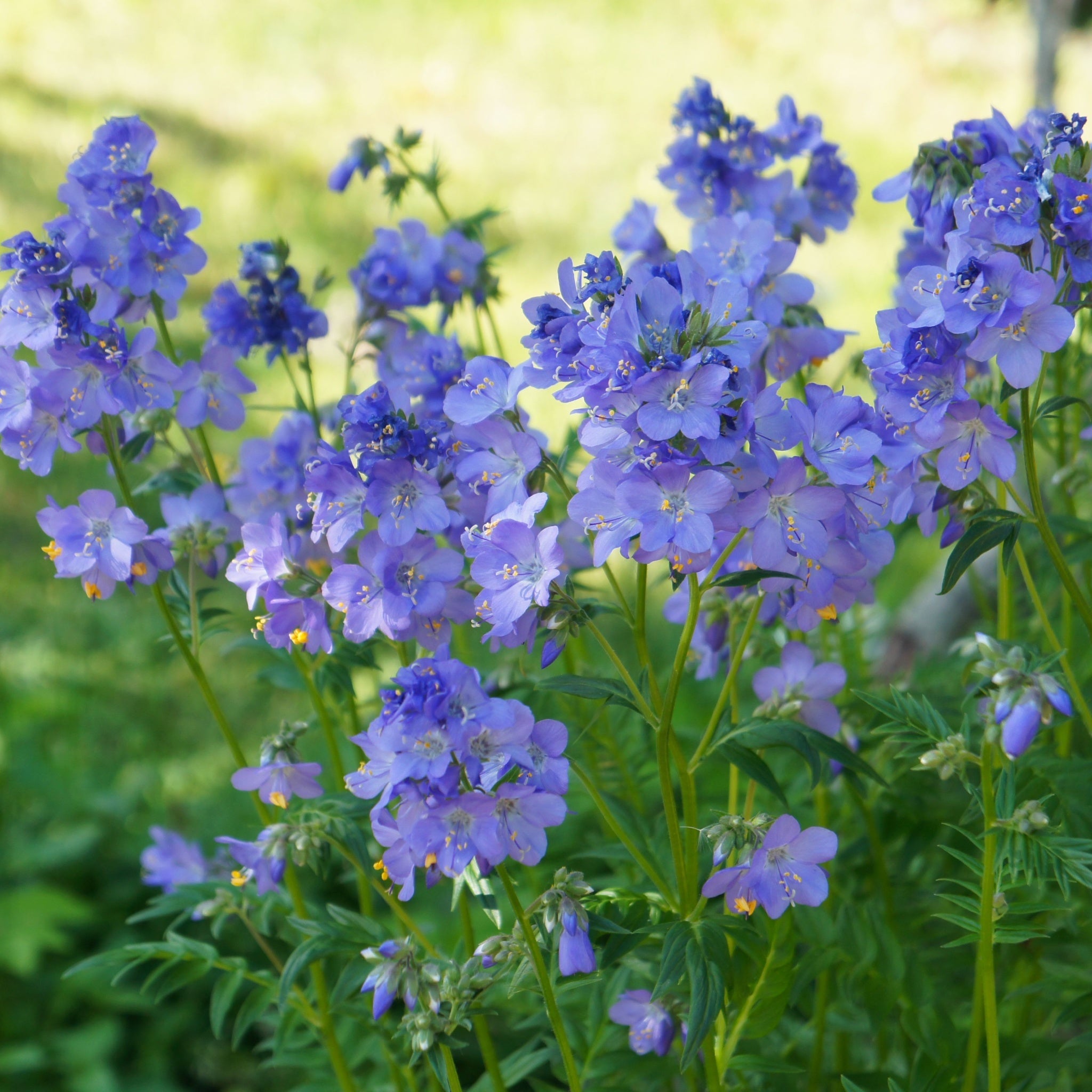 Polemonium 'Hurricane Ridge' 2L