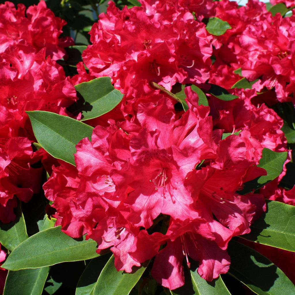 Rhododendron hybride 'Camparina' 5L