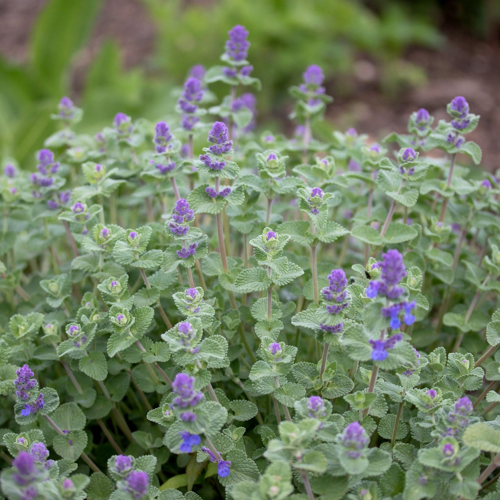 Nepeta ‘Cat’s Pyjamas’ 9cm / 2L