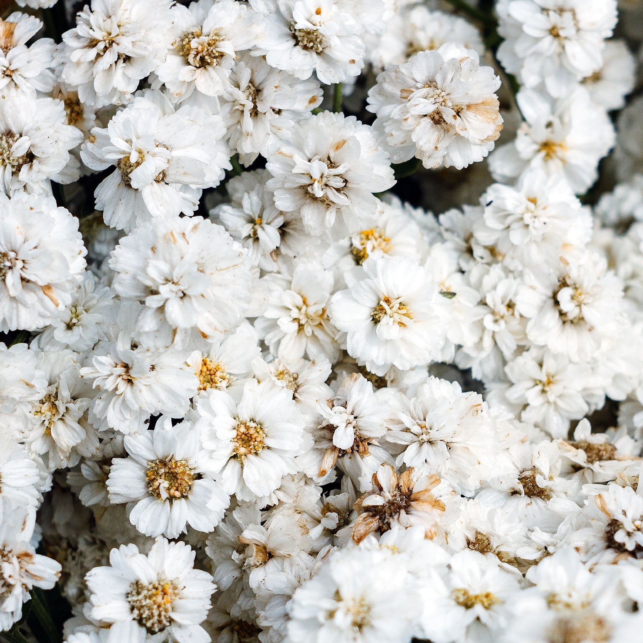 Achillea ptarmica 'The Pearl' 9cm Pot