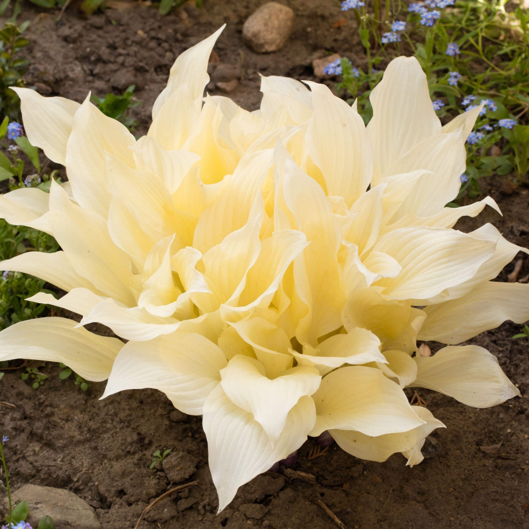 Hosta 'White Feather 2L