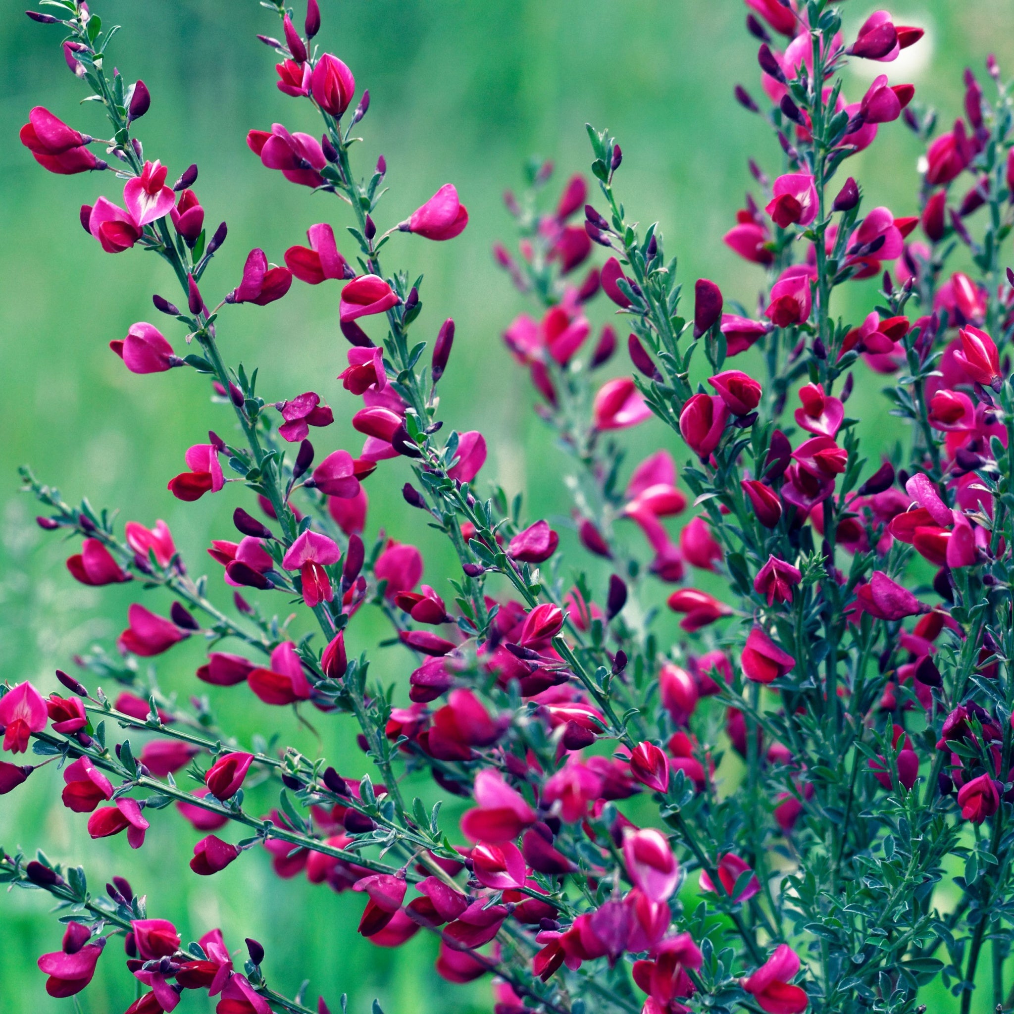 Cytisus x boskoopii 'Boskoop Ruby' 1.5L