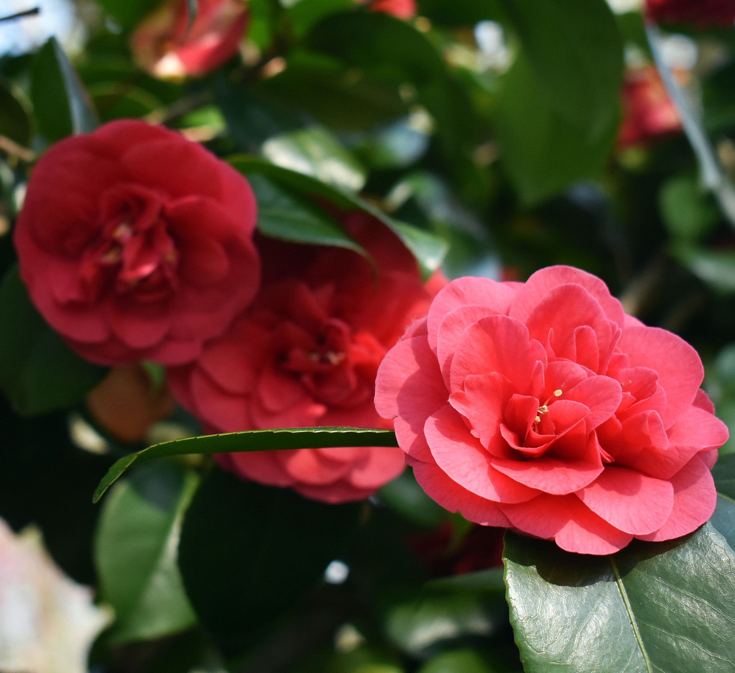 Camellia japonica 'Lady Campbell' 3L