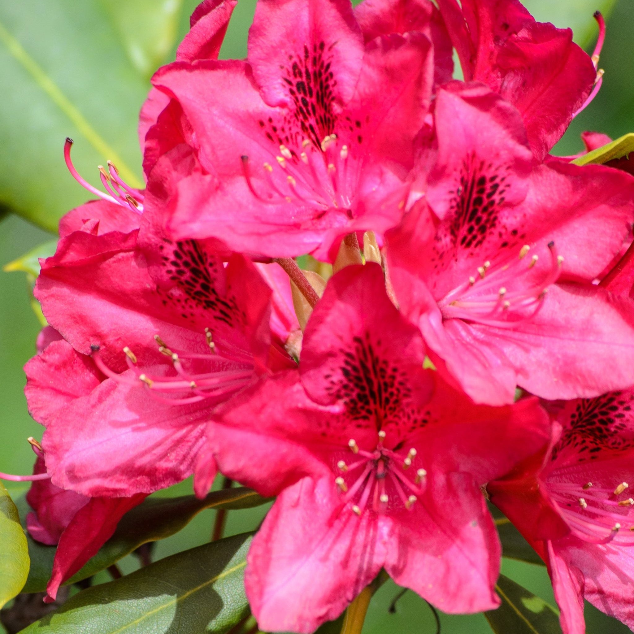 Rhododendron 'Nova Zembla' 2L / 5L