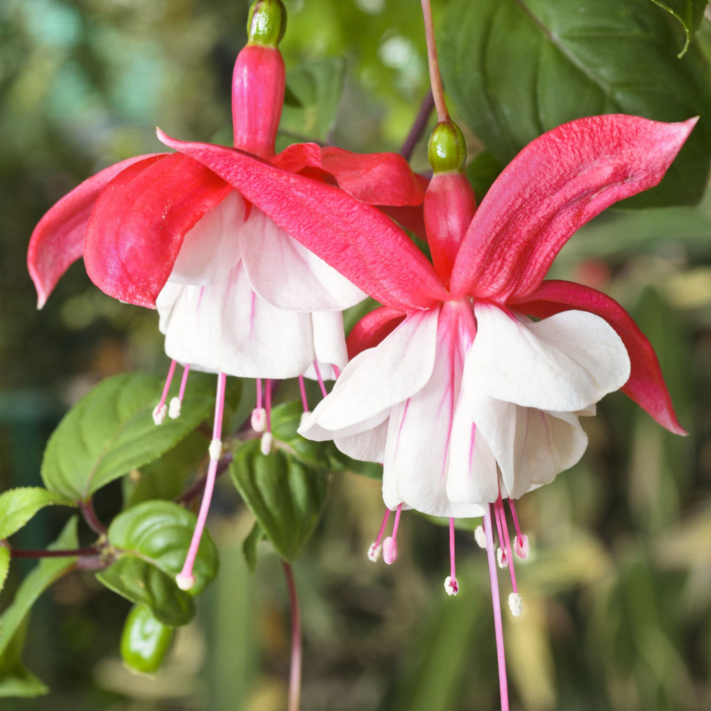 Hardy Fuchsia 'Lady Thumb' 9cm / 2L