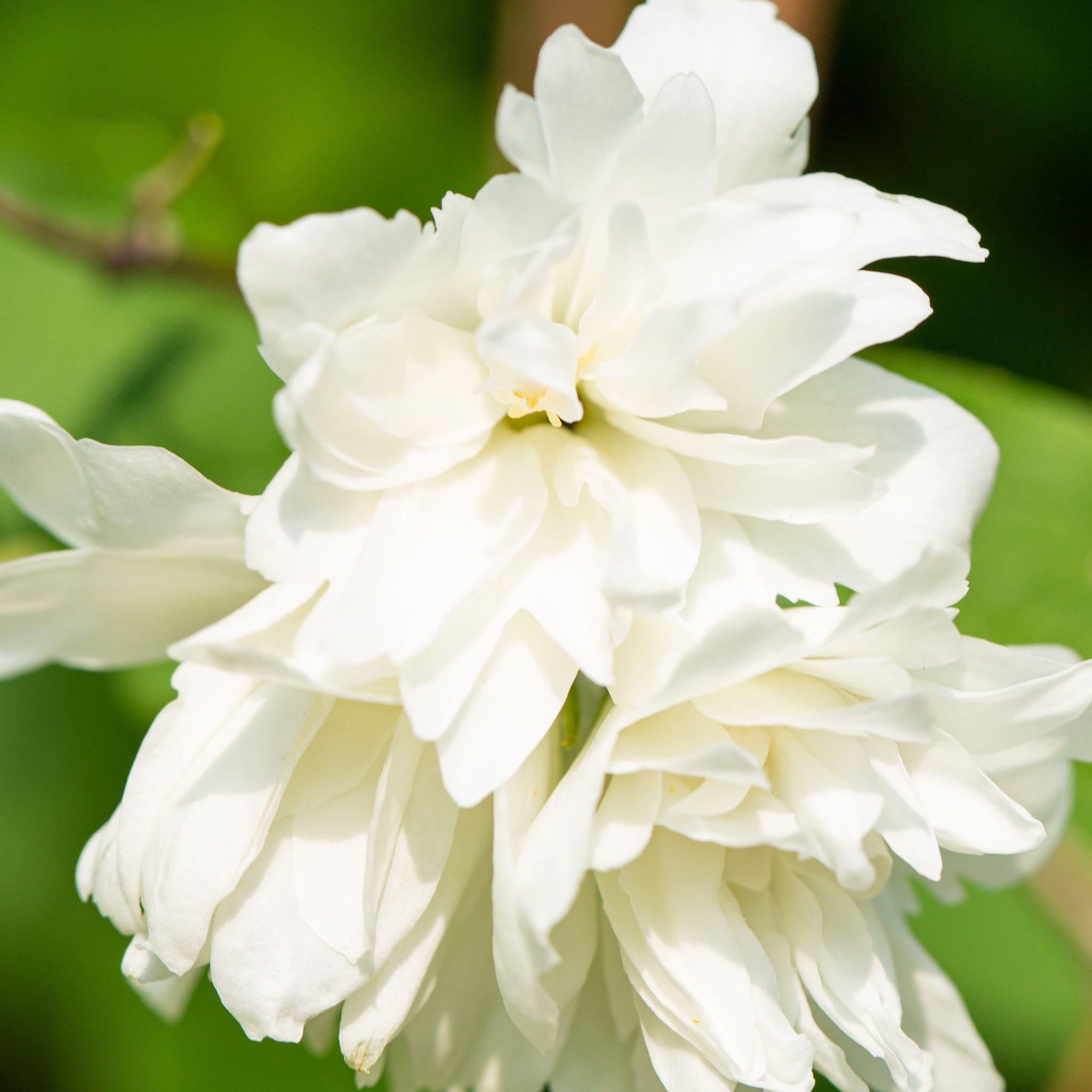 Philadelphus 'Minnesota Snowflake' Mock Orange 3L