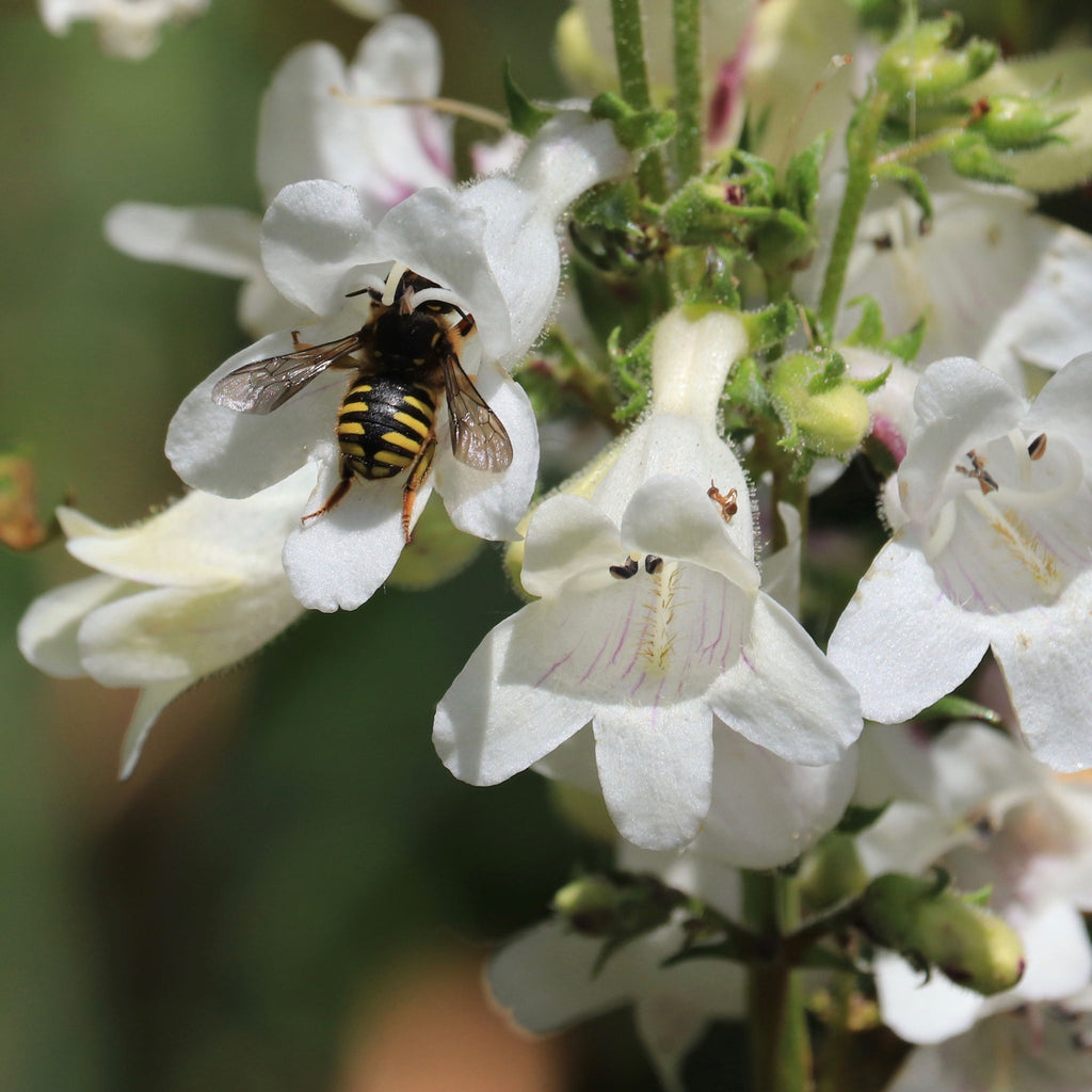 Penstemon 'Snow Storm' 9cm