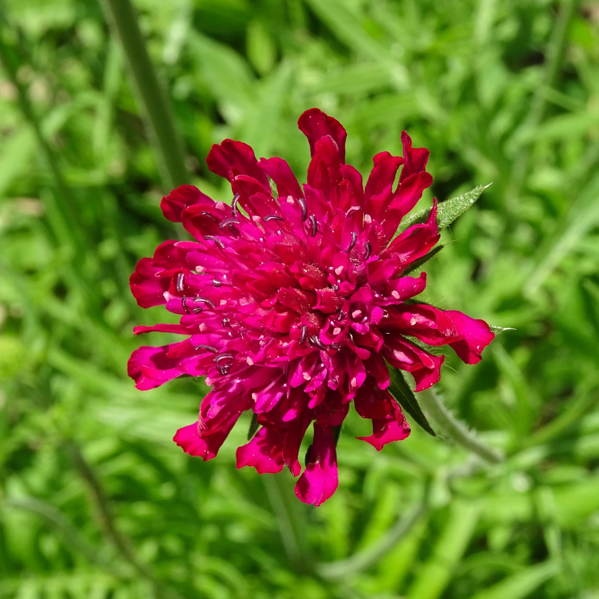 Knautia macedonica 'Red Knight' 9cm