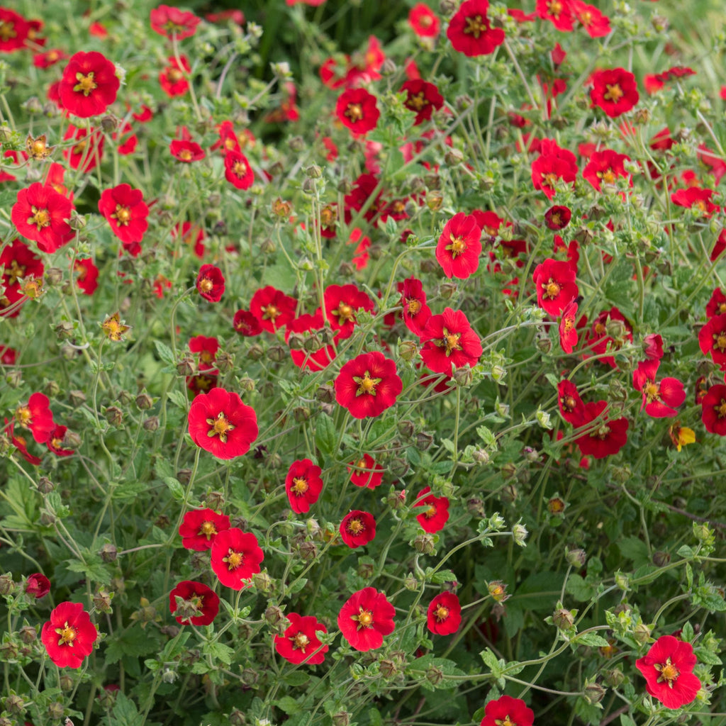 Potentilla Scarlet Starlit 1L