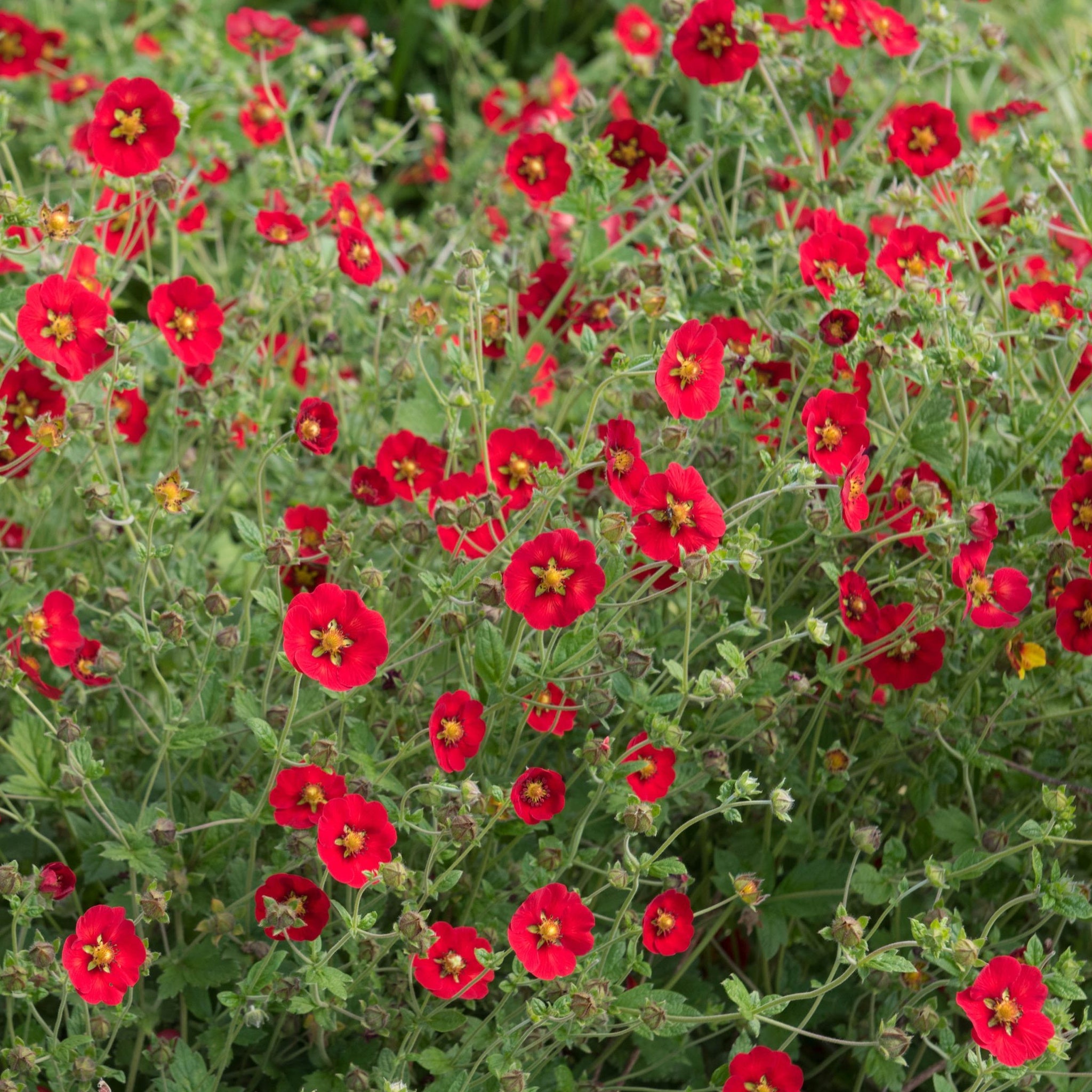 Potentilla Scarlet Starlit 1L
