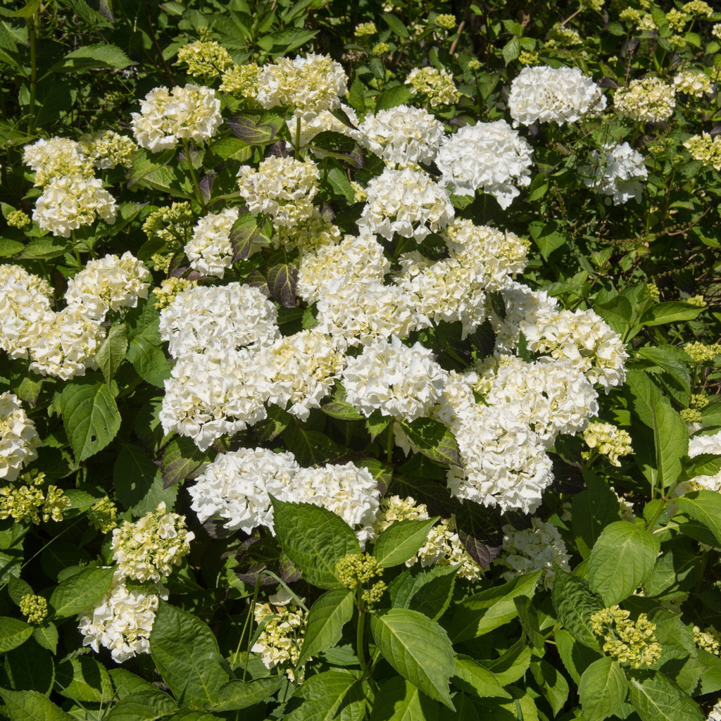 Hydrangea macrophylla 'Madame Emile Mouillere' 9cm