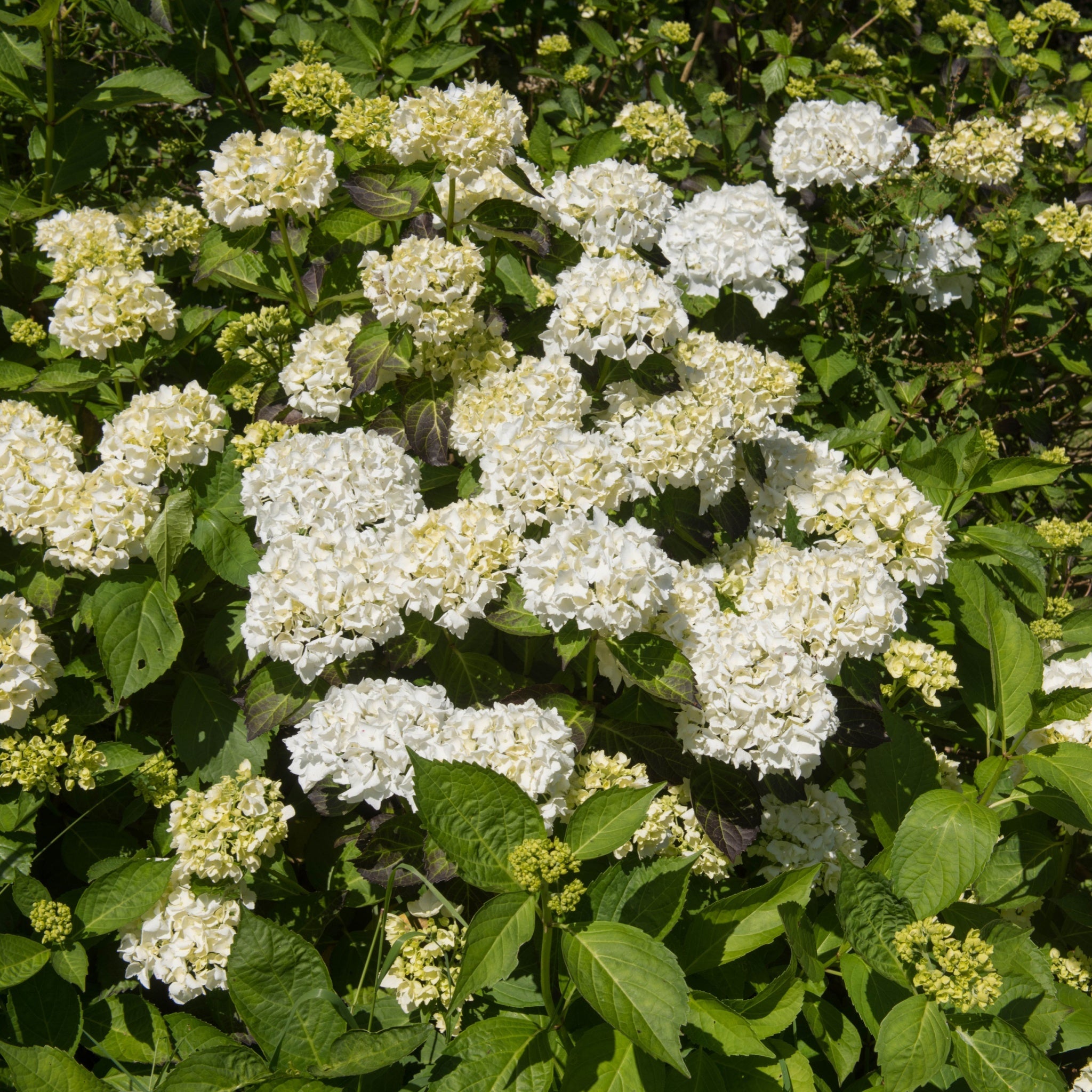 Hydrangea macrophylla 'Madame Emile Mouillere' 9cm