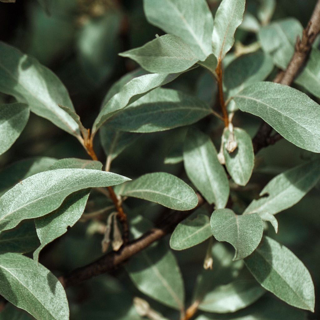 Elaeagnus x ebbingei Compacta (Multibuy Offers Available)