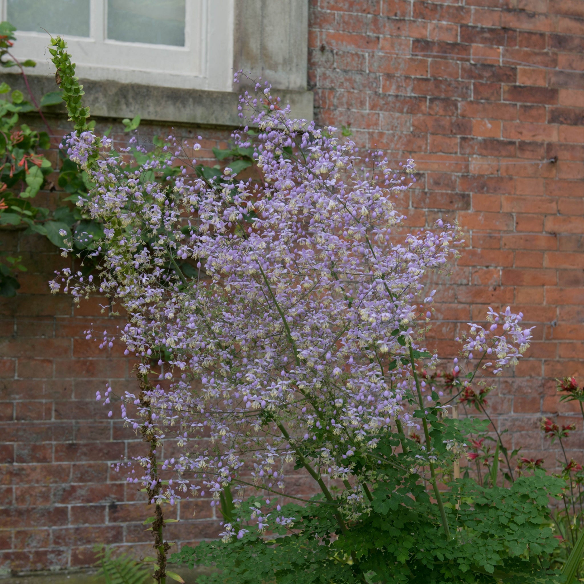 Thalictrum delavayi 9cm