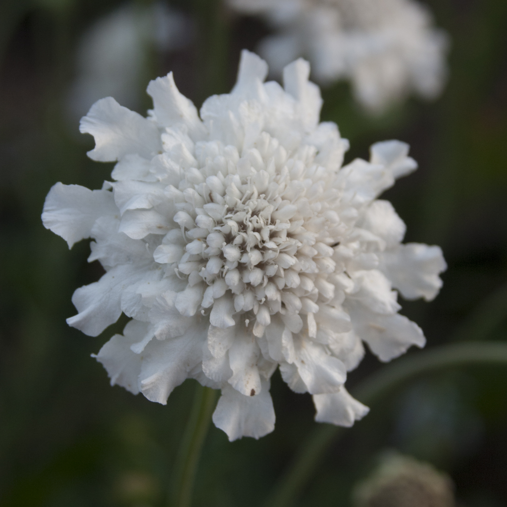 Scabious 'Kudo White' 9cm/2L