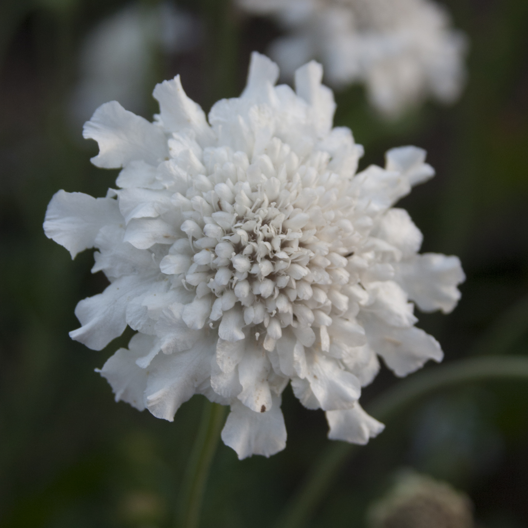 Scabious 'Kudo White' 9cm/2L
