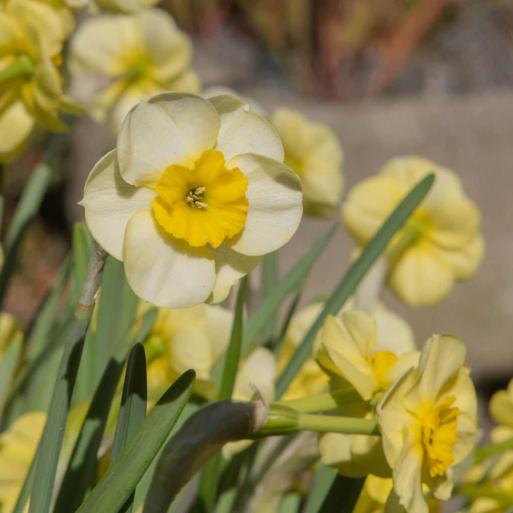 Dwarf Daffodil 'Sun Disc' (8 Bulbs)