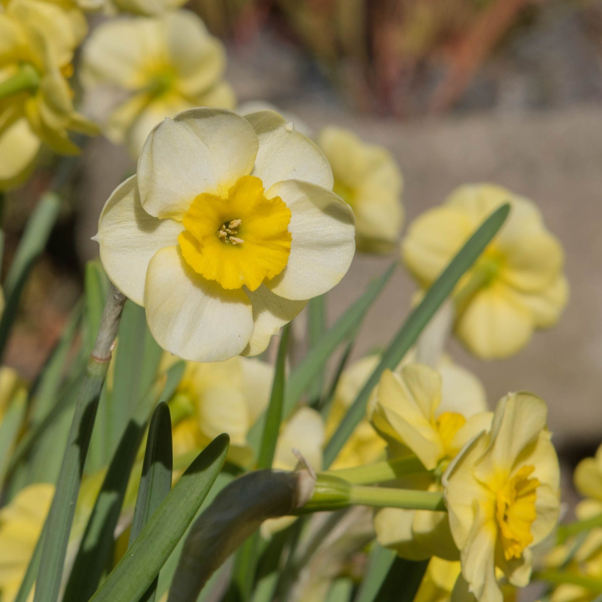 Dwarf Daffodil 'Sun Disc' (8 Bulbs)