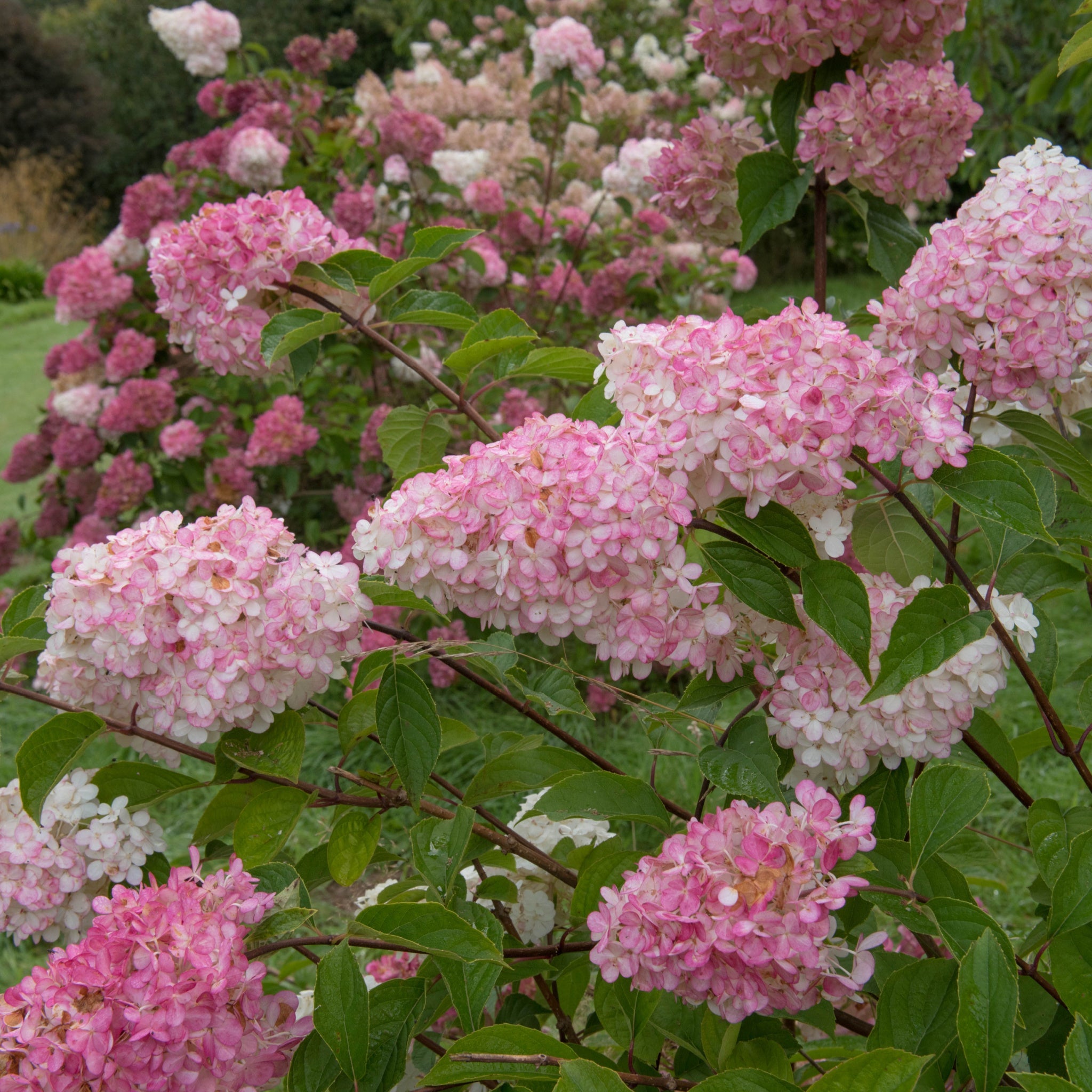 Hydrangea paniculata 'Pink Light' 2L / 5L