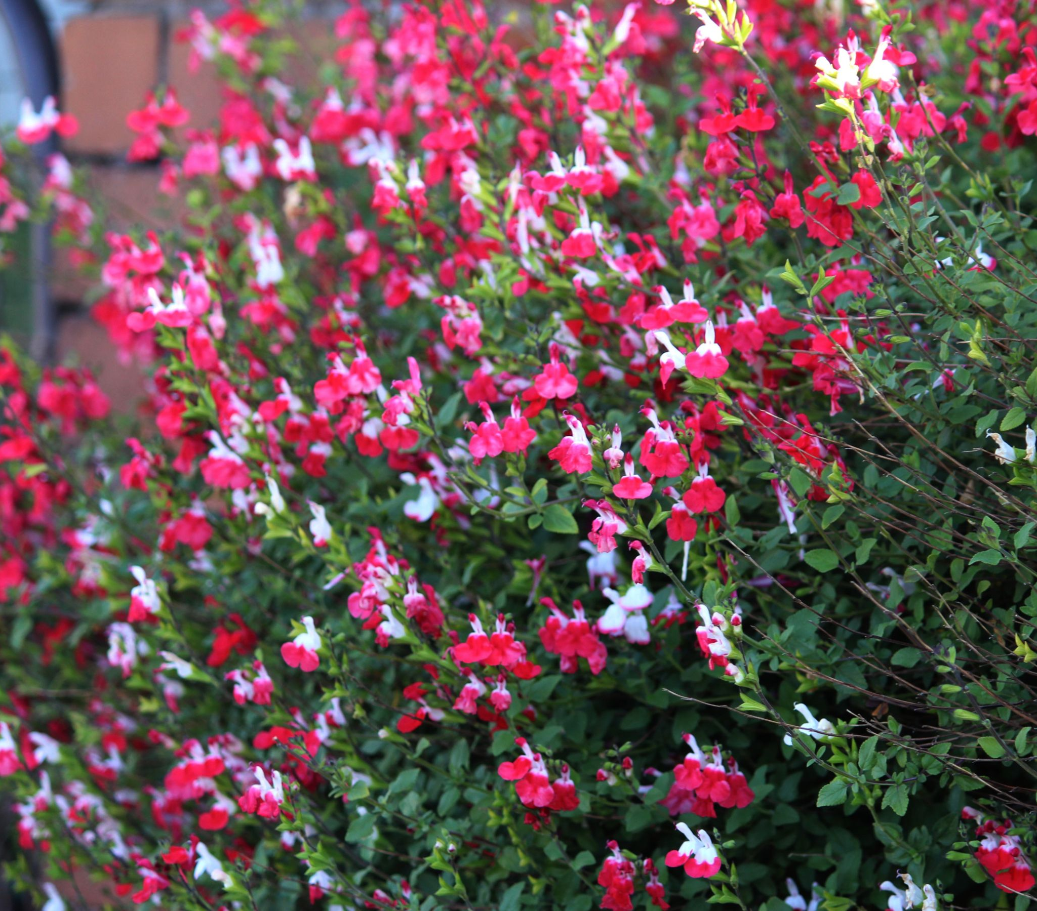 Salvia 'Hot Lips' 9cm/2L