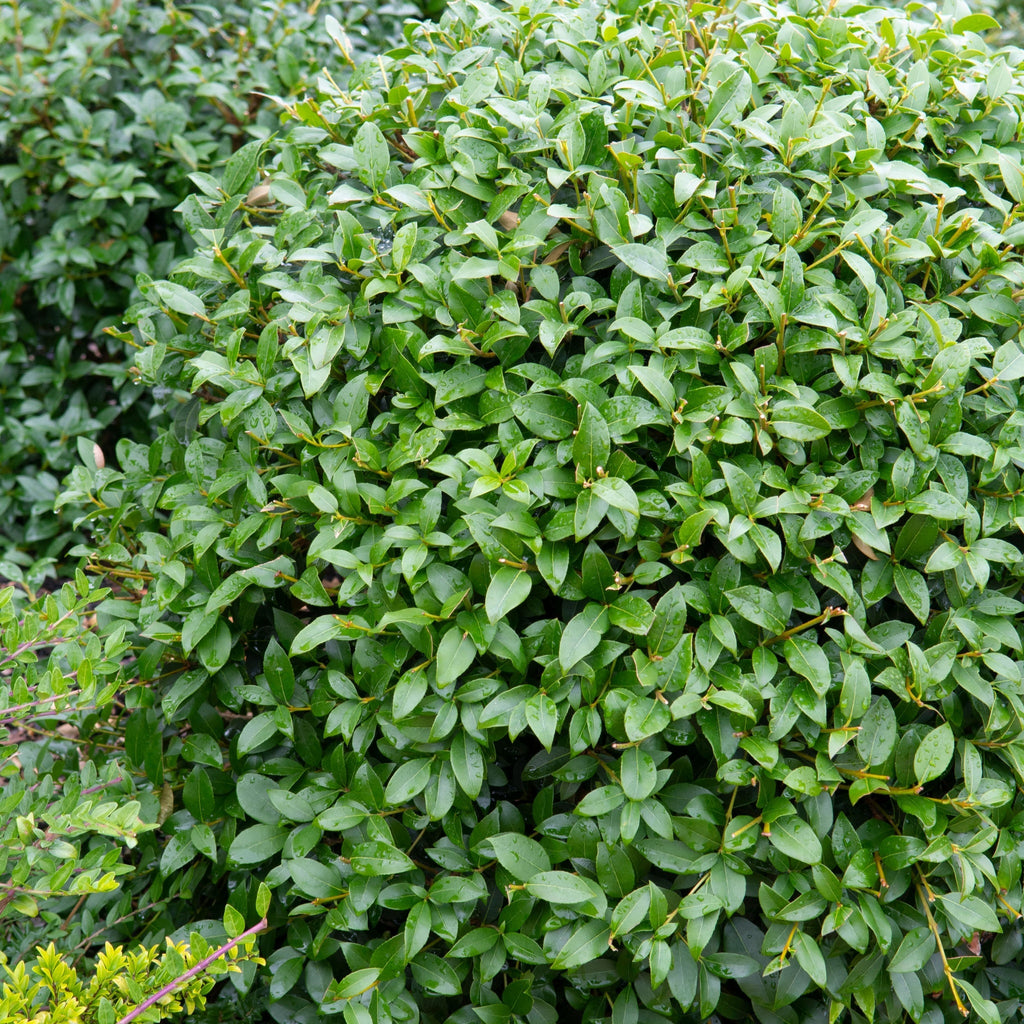 Osmanthus burkwoodii Ball 10L (35-45cm dia.)