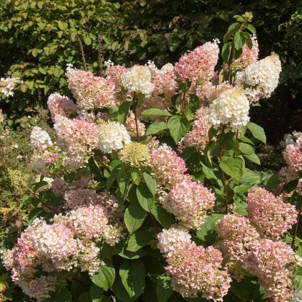 Hydrangea paniculata 'Silver Dollar' 1.5/10L