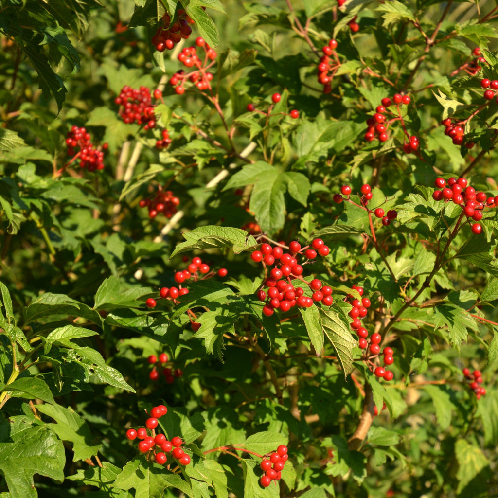 Viburnum opulus Compactum 3L