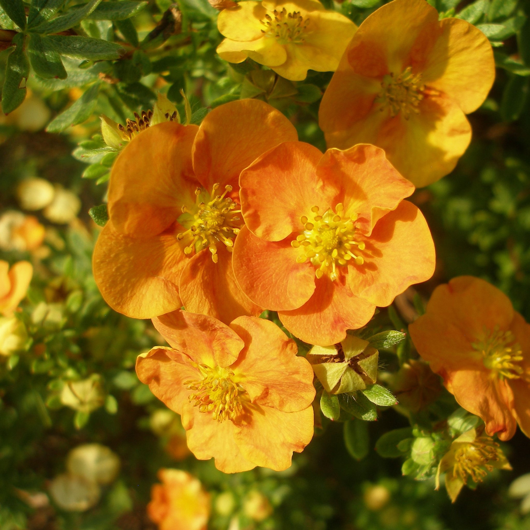 Potentilla fruticosa 'Tangerine' 1L