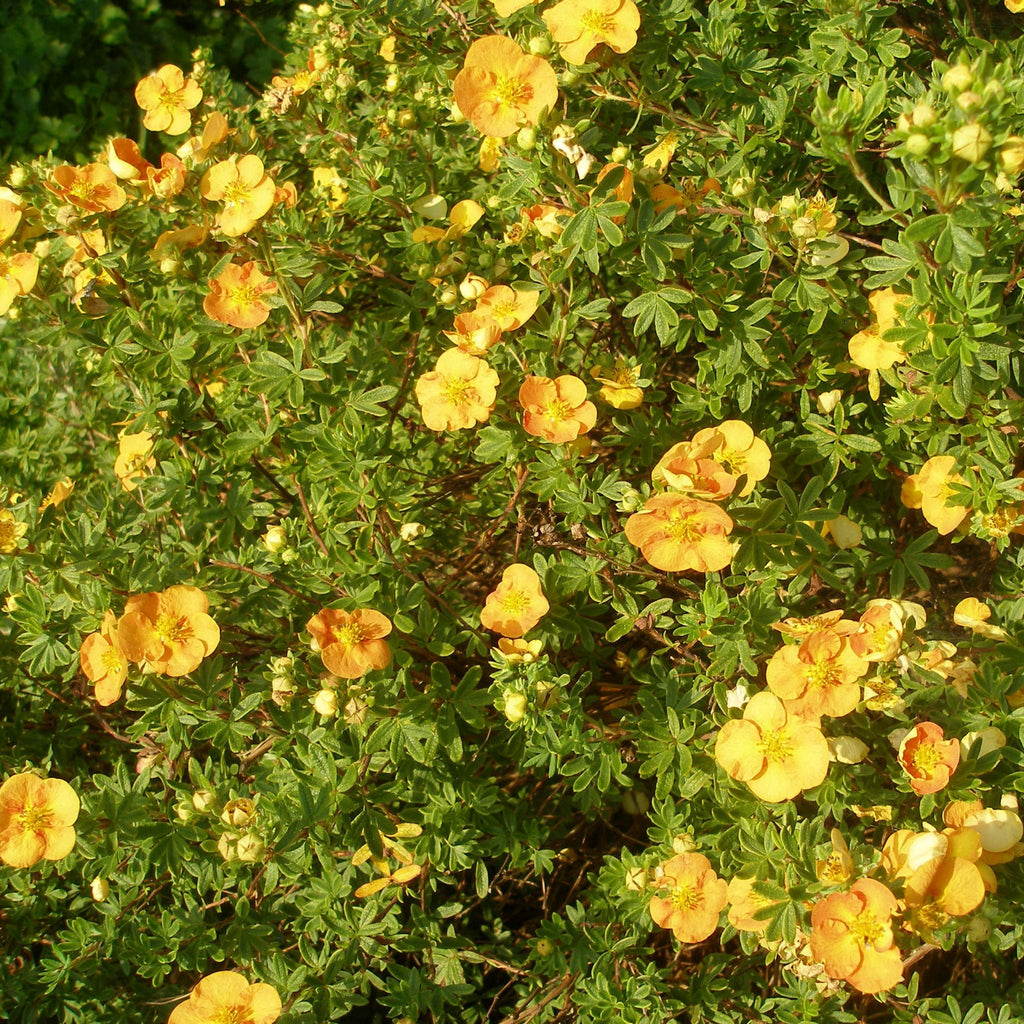 Potentilla fruticosa 'Tangerine' 1L