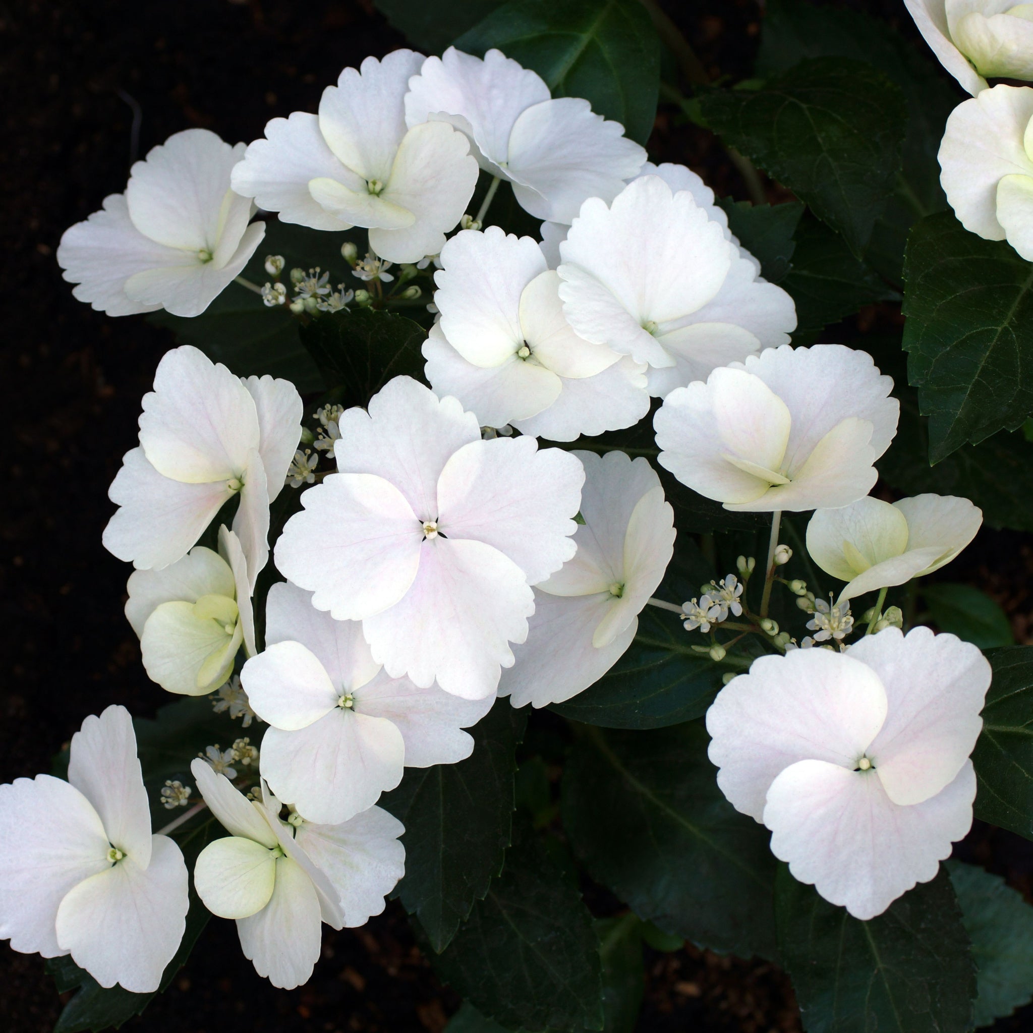 Hydrangea 'Runaway Bride'