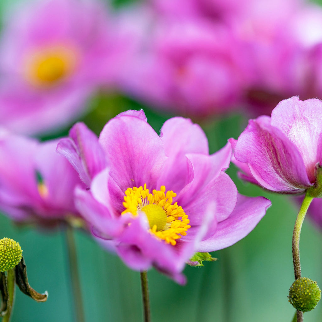 Anemone hupehensis 'Serenade' 2L